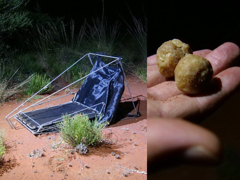 Two images: the first is a black box shaped trap on the ground in torchlight, the second is a hand holding little balls of bait.