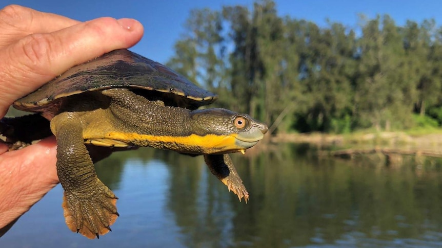 A person's hand holding a Manning River helmeted turtle near a waterway