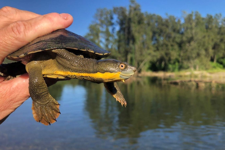 A person's hand holding a Manning River helmeted turtle near a waterway