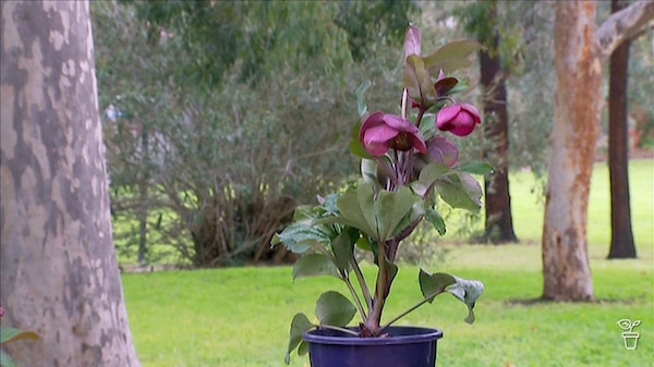 A new pot plant sitting on a table in a garden.