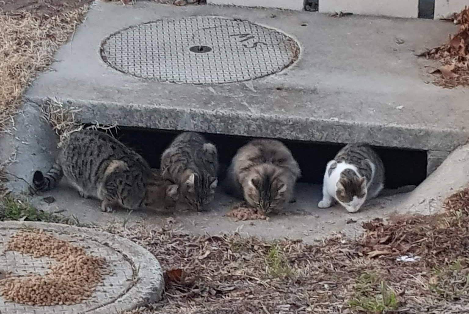 Fears for Simon the Blakeview cat stuck down stormwater drain during Adelaide downpour
