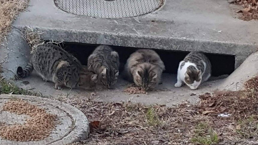 Four cats eating food in front of a storm drain.