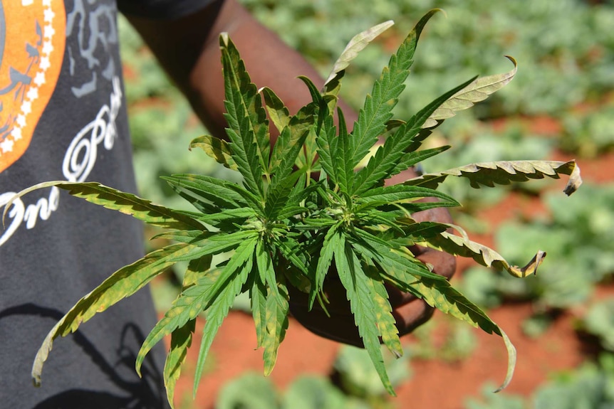 A farmer shows off the distinctive leaves of a marijuana plant