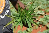A farmer shows off the distinctive leaves of a marijuana plant