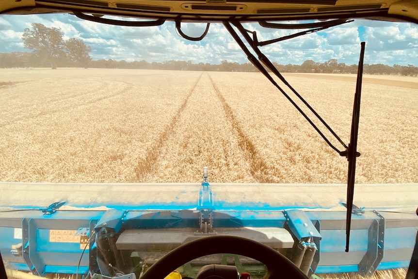 The view through the windscreen of a piece of farm machinery working through a crop.