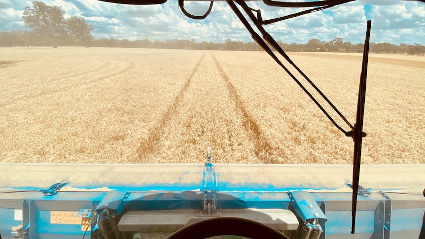 Machine harvesting crop