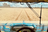 Machine harvesting crop