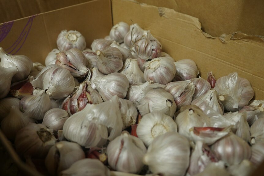 A cardboard box filled with garlic bulbs. 