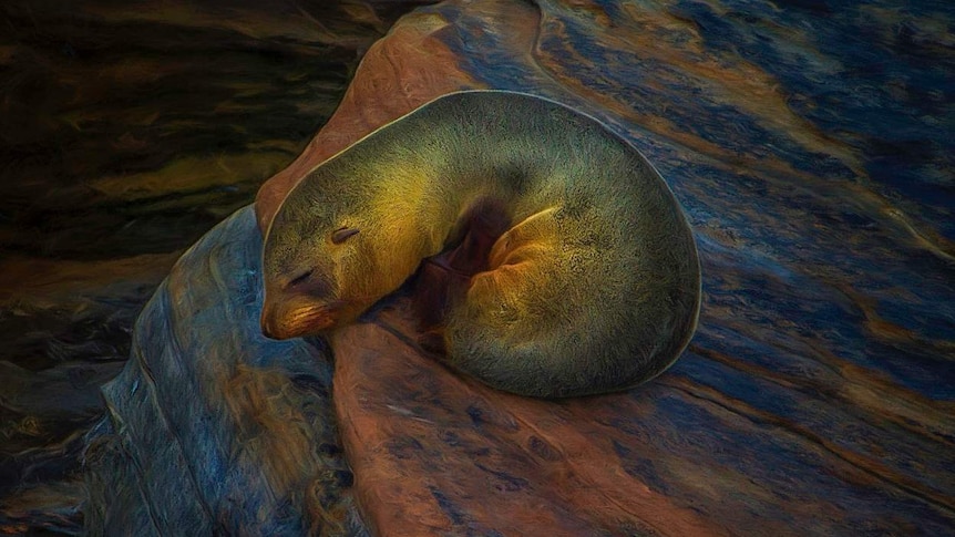 Steve Parish's photo of a Fur seal pup on a Kangaroo Island cliff edge