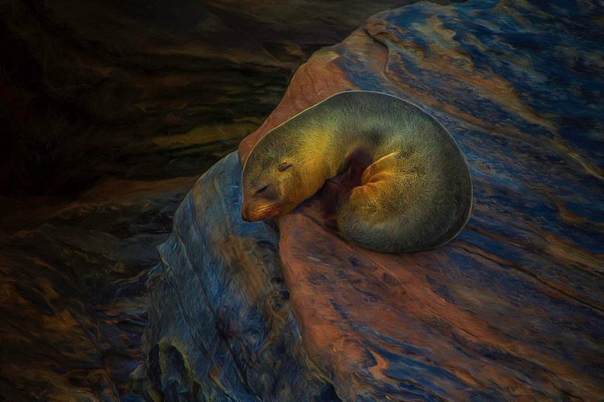 Steve Parish's photo of a Fur seal pup on a Kangaroo Island cliff edge