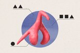An illustration of the clitoris.
