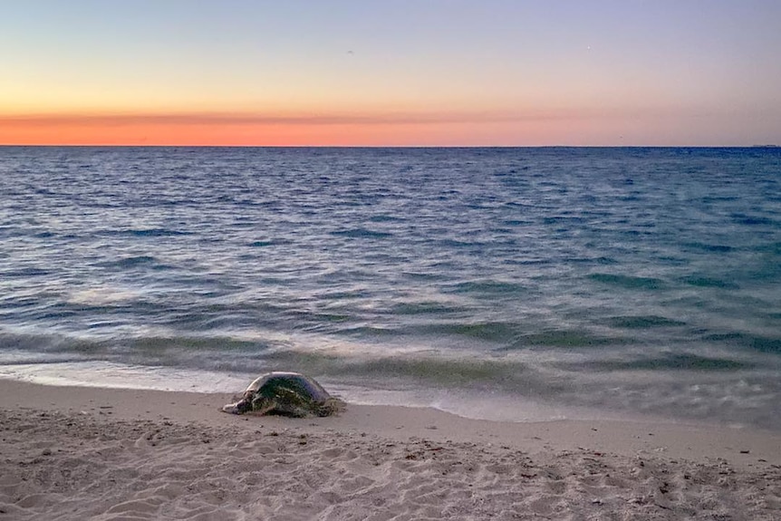 A turtle on a beach just before dawn.