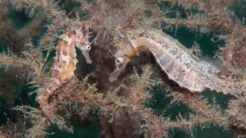 Two seahorses underwater