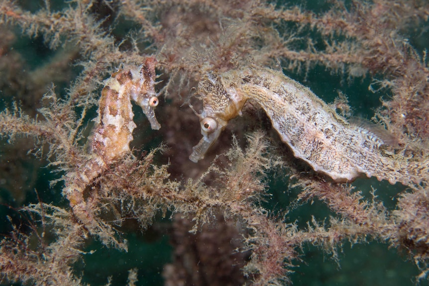 Two seahorses underwater