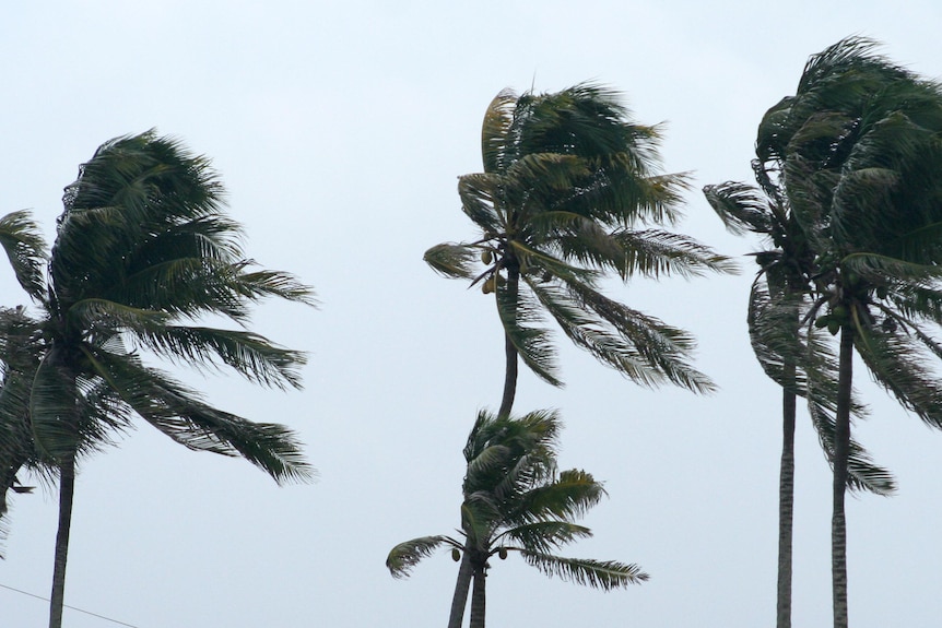 Palm trees bend in a the wind during a storm.