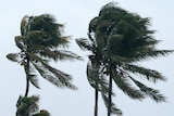 Palm trees bend in a the wind during a storm.