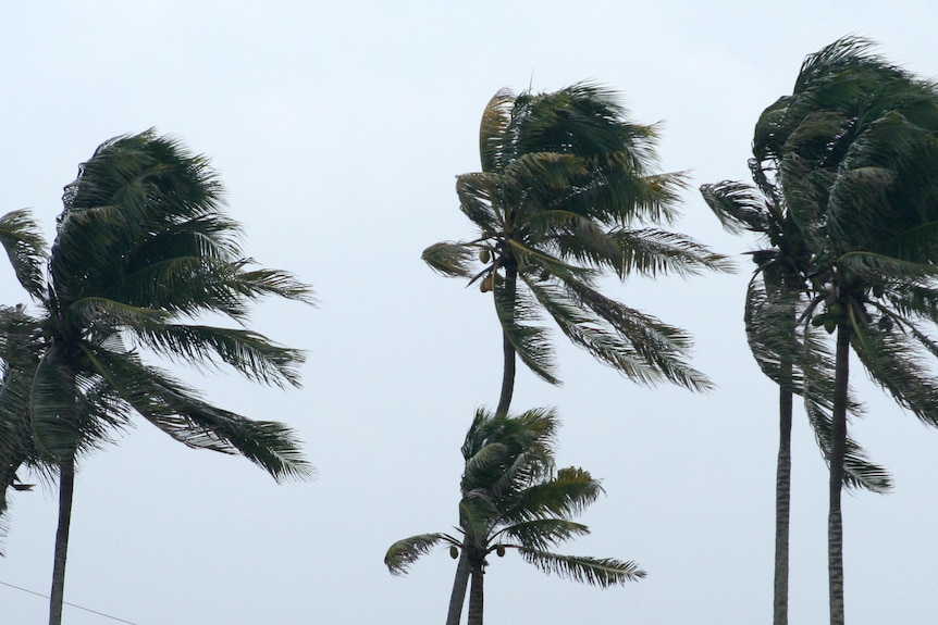 Trees bend in a storm.