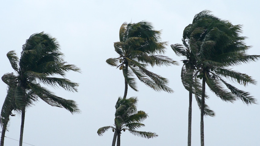 Trees bend in a the wind during a storm.