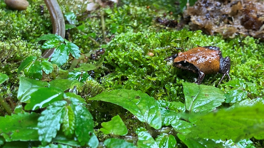 A small brown frog in green moss with leaves