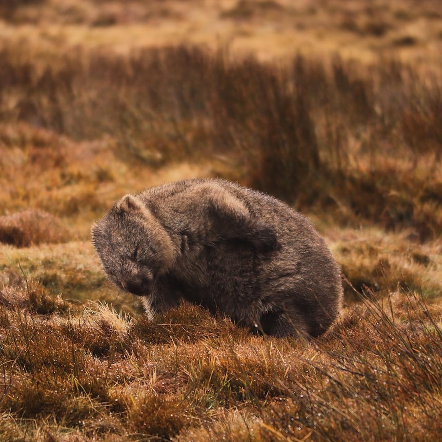 A wombat reaches around to scratch its back.