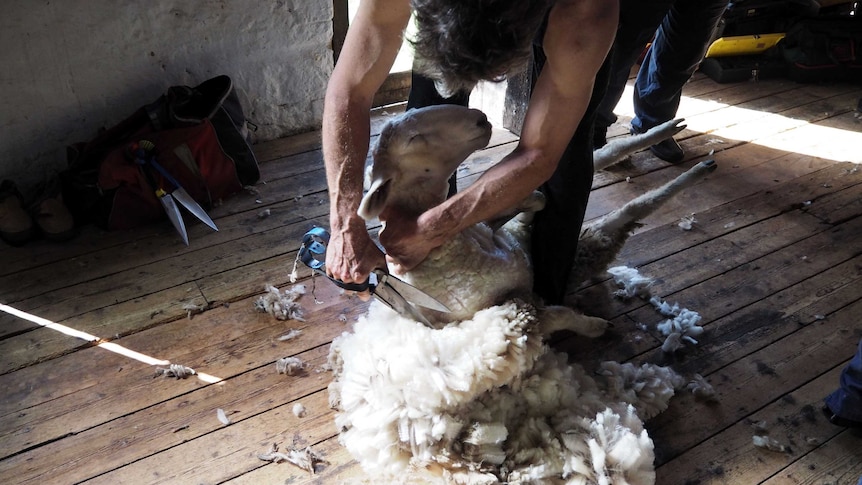 A pair of 19th century blade shears in action at Glencoe Woolshed.