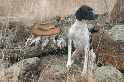 A hunting dog sits beside hunted quail. 