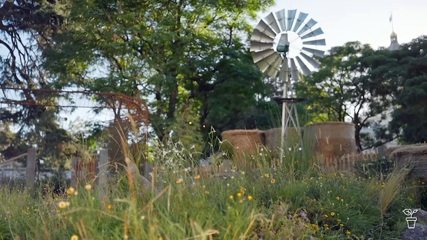A display garden filled with Australian native plants and a windmill in the background.