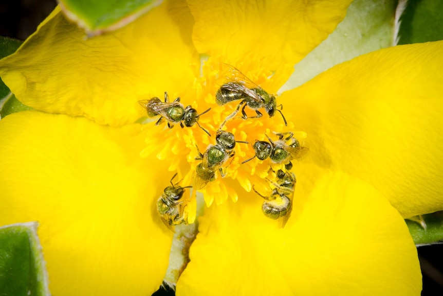 bees on a flower on Fraser Island