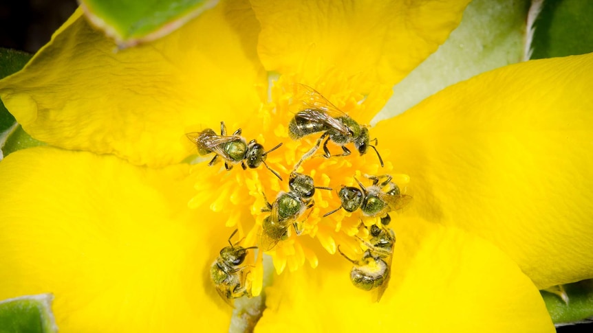 bees on a flower on Fraser Island