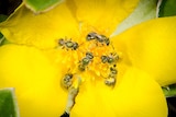 bees on a flower on Fraser Island