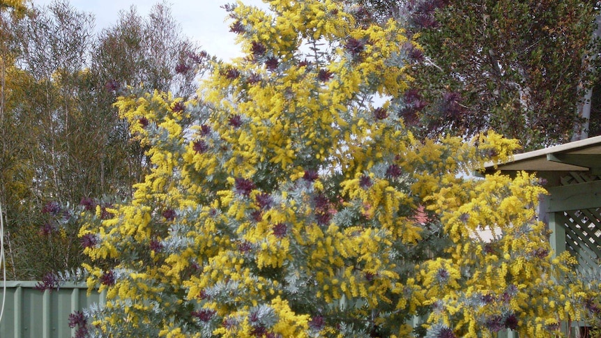 Yellow flowers on a tree