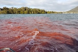 A bloom of red dye spreads out through a regional river.