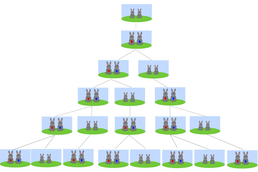 The number of rabbits form the Fibonacci sequence.