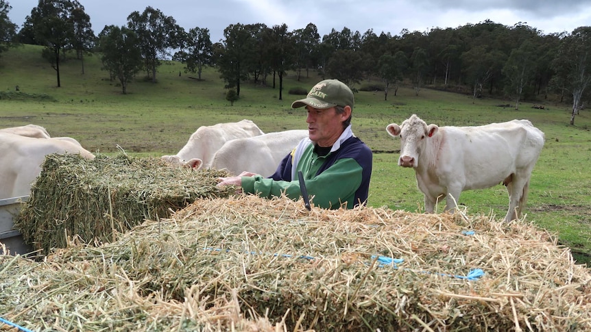 Robert Thompson, holder of Australia's record for most horse race wins, gets to work on his cattle farm.