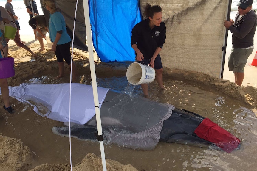 People pour buckets of water on a juvenile humpback whale stranded on a beach