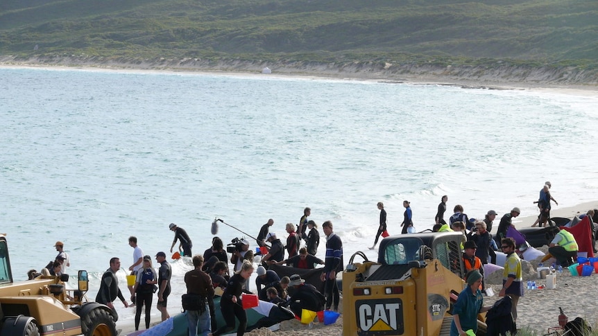 Volunteers at Hamelin Bay