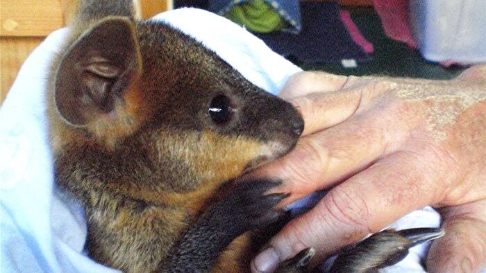 Lucky the swamp wallaby joey was rescued from a creek and given CPR.