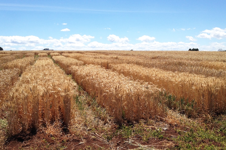 rectangles of grain crops