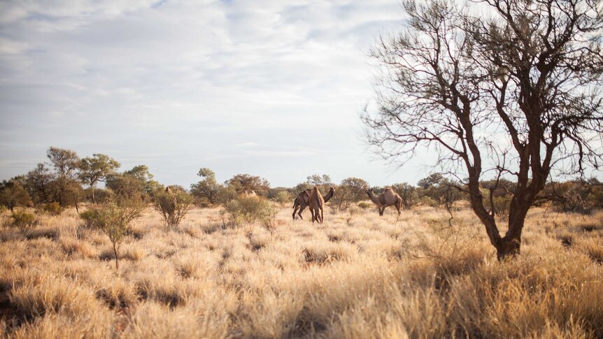 A group of feral camels near the Warakurna community, WA.