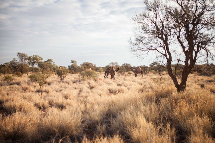 A group of feral camels near the Warakurna community, WA.