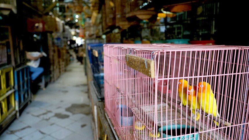 Colourful birds in cages
