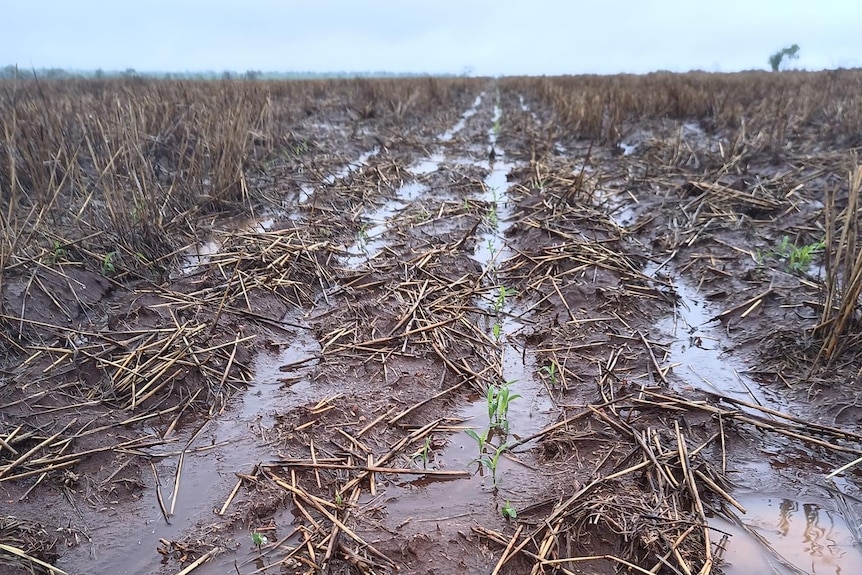 Waterlogged crops at Capella