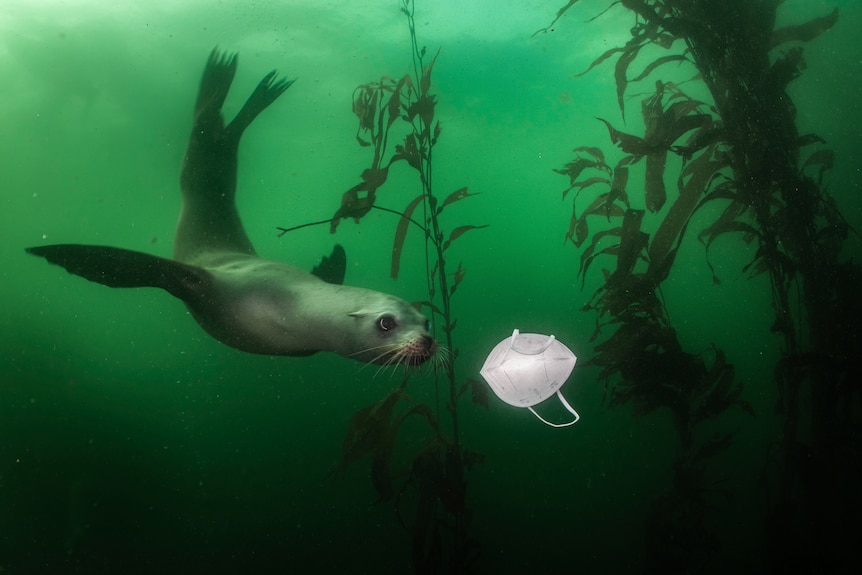 A California sea lion plays with a mask in deep green waters.