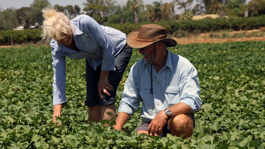 Ann and Peter Brooke checking their sweet potatoes in the paddock in Barmera.