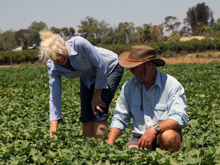 Ann and Peter Brooke checking their sweet potatoes in the paddock in Barmera.