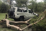 A car was severely damaged by a falling tree at Little Mountain.