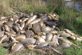 Pile of carp taken from carp cage from Murray-Darling Basin