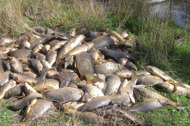 Pile of carp taken from carp cage from Murray-Darling Basin