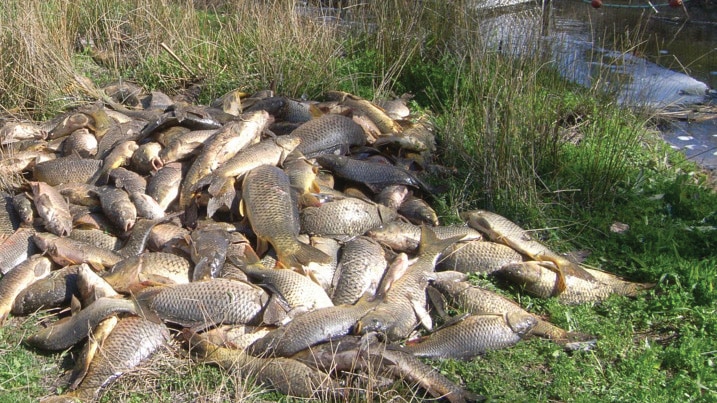Pile of carp taken from carp cage from Murray-Darling Basin