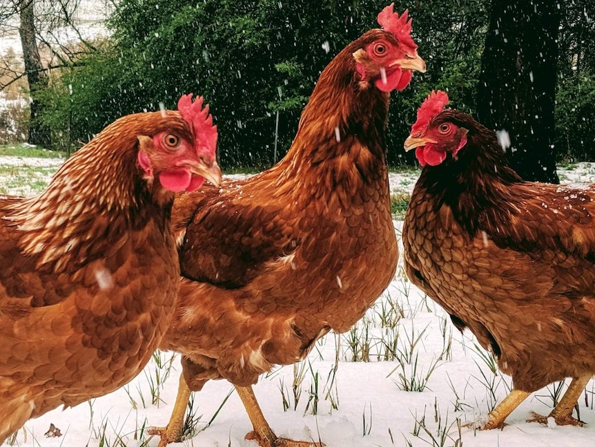 Three hens standing in the snow.